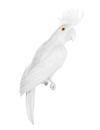 Ptak papuga biała 55cm