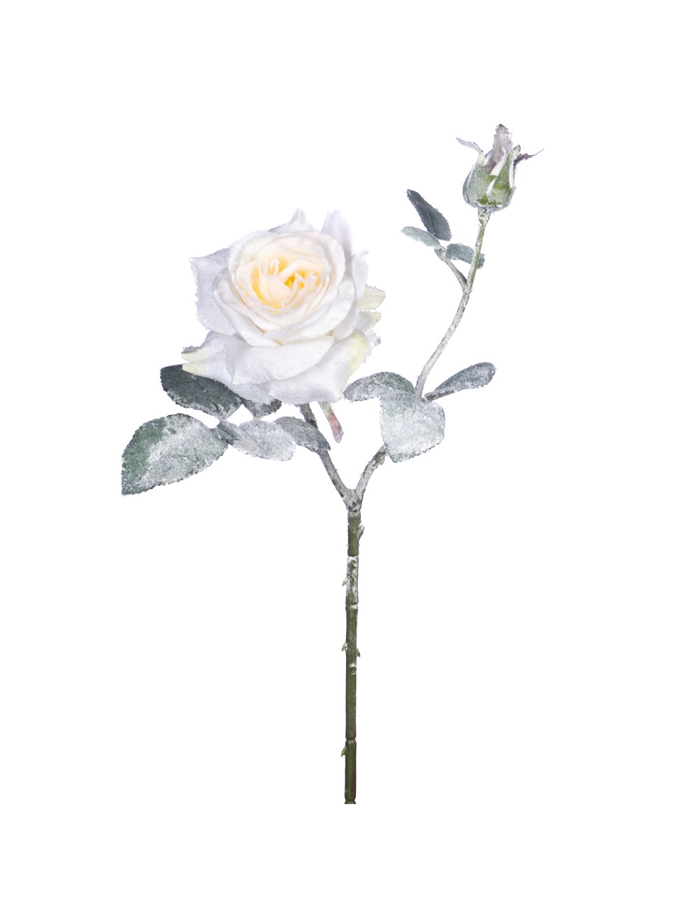 Kwiat gałązka róża śnieżona