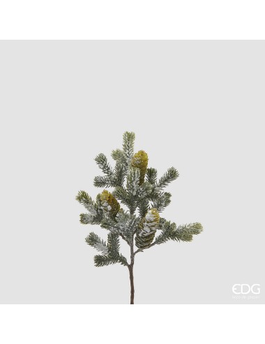 Pik świerkowy ośnieżony