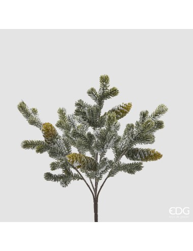 Gałązka szyszka średnia