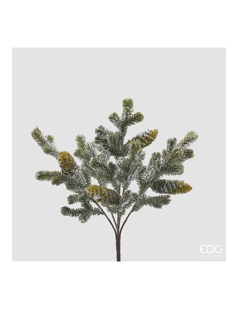 Gałązka szyszka średnia