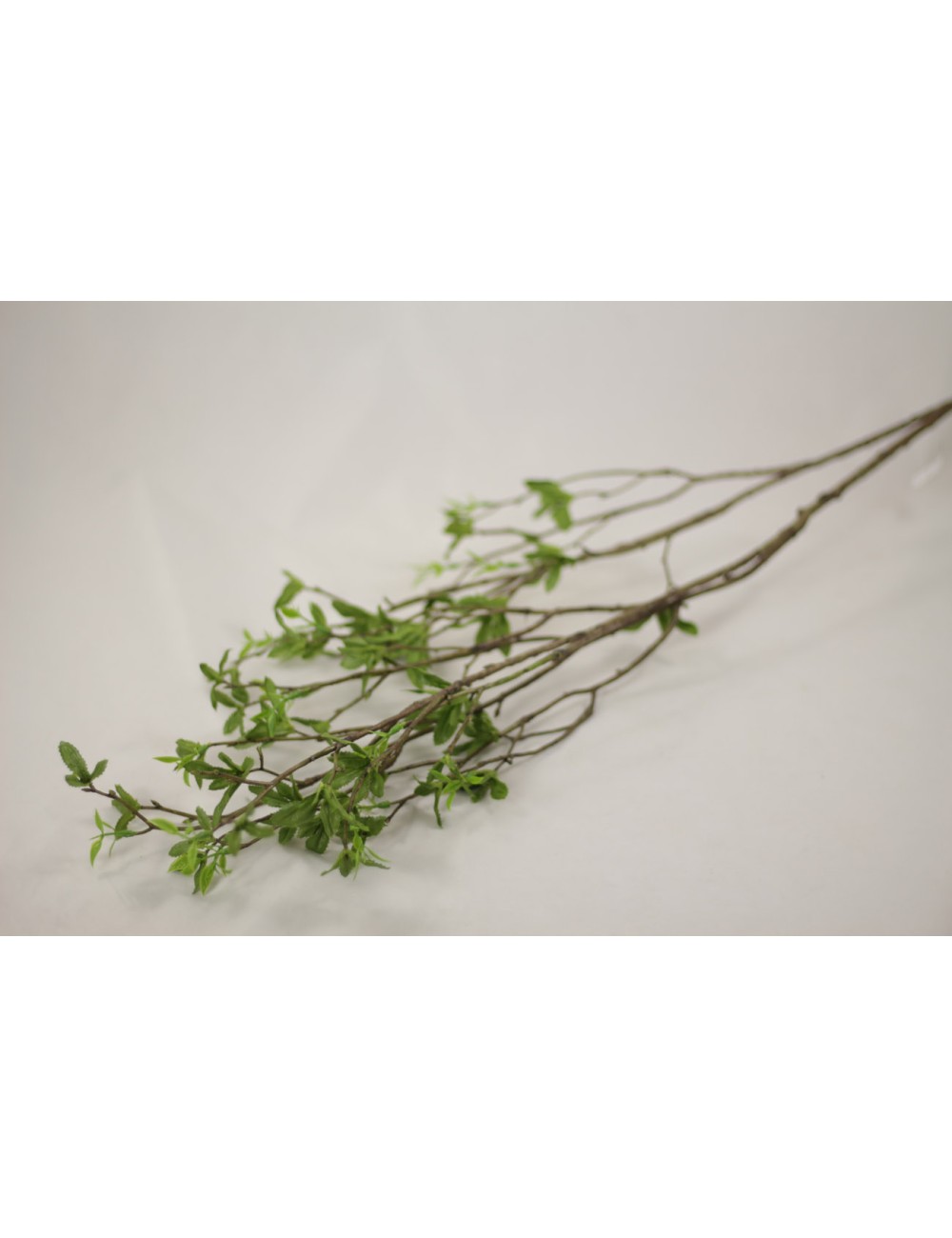 Gałązka wiosenna z młodymi zielonymi listkami