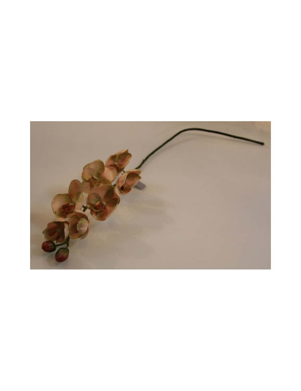 Kwiat Storczyk Łososiowy