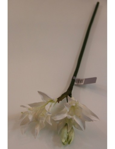 Kwiat Lilia Biała